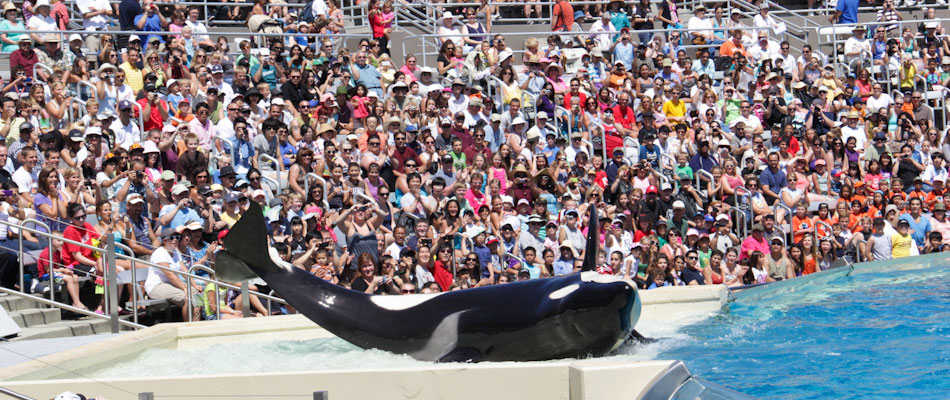 Orca show