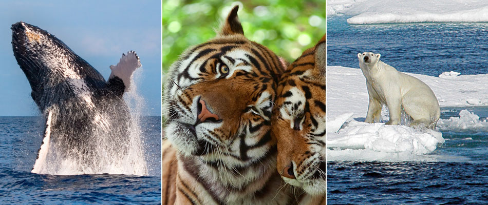 Can wildlife tourism help conserve our endangered species? | Responsible Travel Can wildlife tourism help conserve our endangered species? | Responsible Travel