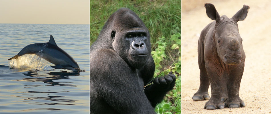 Dolphin, gorilla and rhino