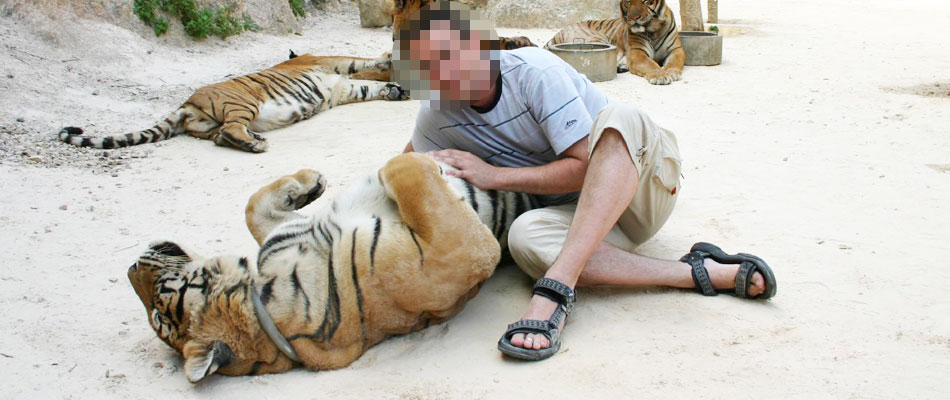Tiger temple
