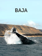 Baja vacations Baja vacations