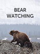 Bear watching vacations
