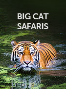 Big cat safari vacations
