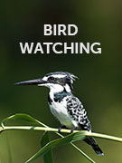 Bird watching vacations