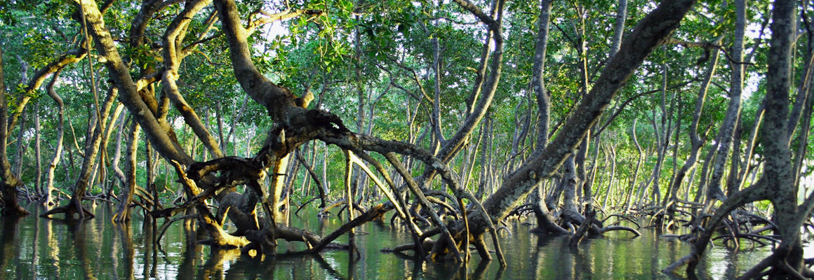 Mangroves in the Mida Creek