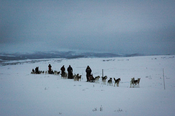Dog sledding with Iditarod Racers