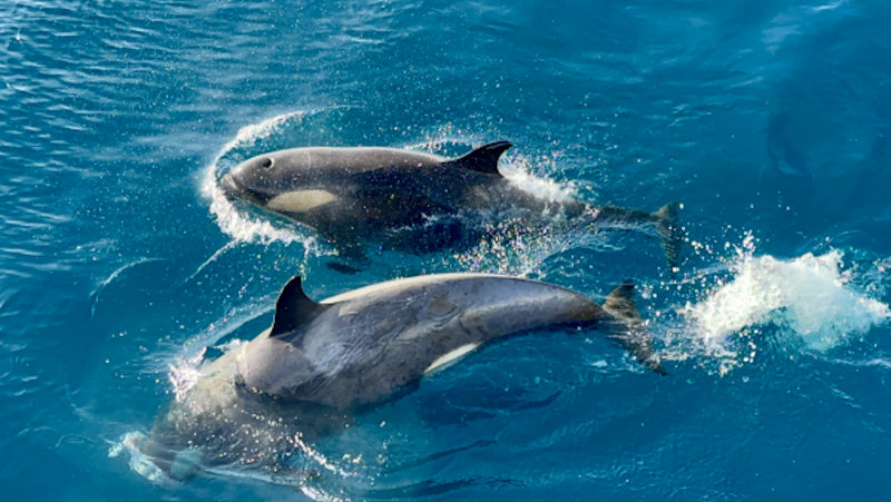 Two black and white orca in blue water, one starting to dive