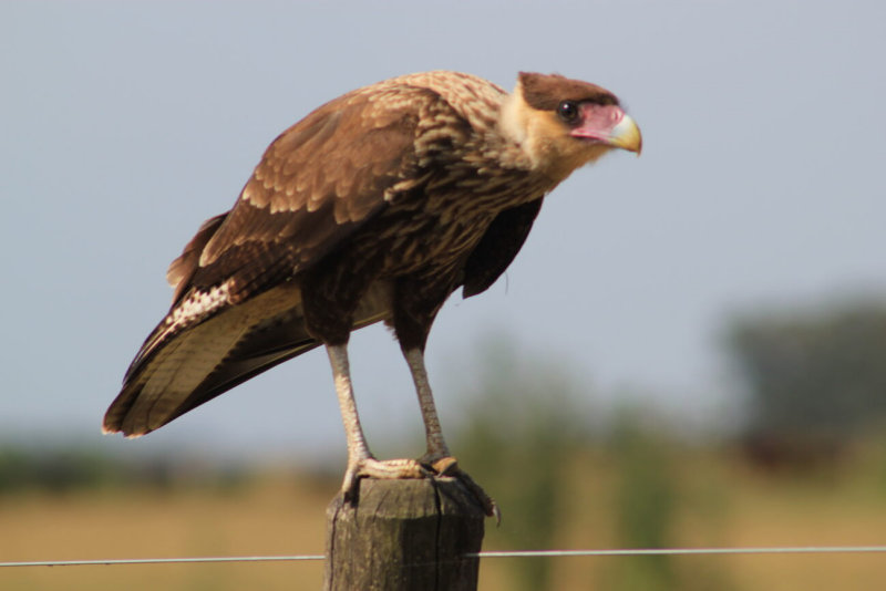 Brown crested caracara bird of prey perched on top of a fence post