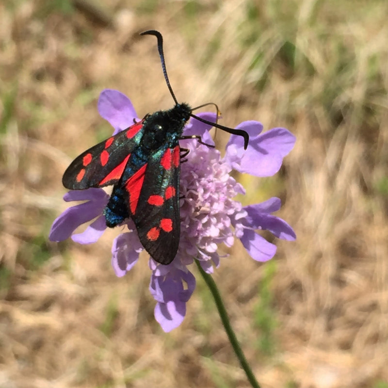 Black moth with bright red spots and a blue body on a purple flower