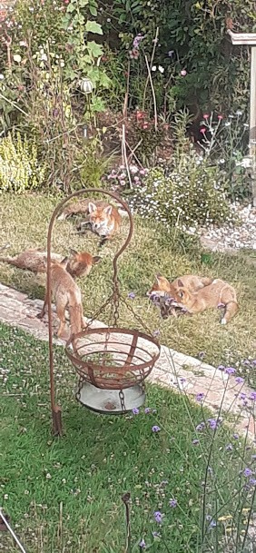 Four foxes lazing on a lawn and a fifth standing next to them on a brick path