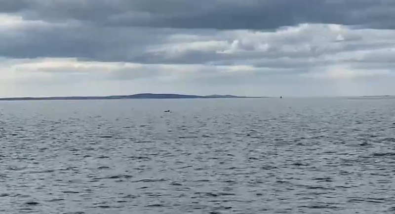 Grey seascape with the small dark shape of a dolphin in the distance