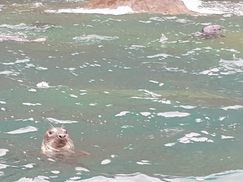 Slightly blurry photo of a seal with its head out of the water, looking at camera with a surprised expression