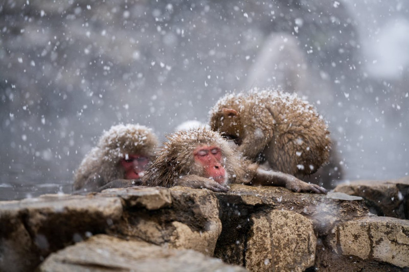 Snow monkey with wet brown fur, a pink face and eyes closed resting against rocks while two other monkeys groom it and snow falls