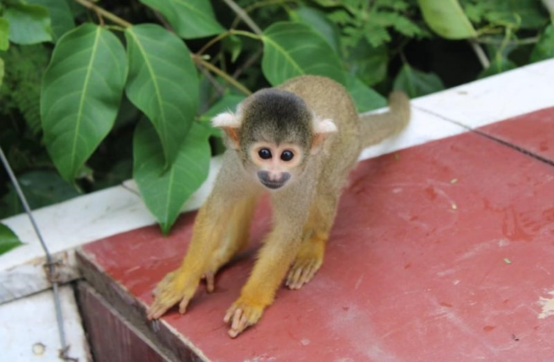 Monkey with yellow limbs, grey body and darker grey head, stopped on a paved path, looking at the camera