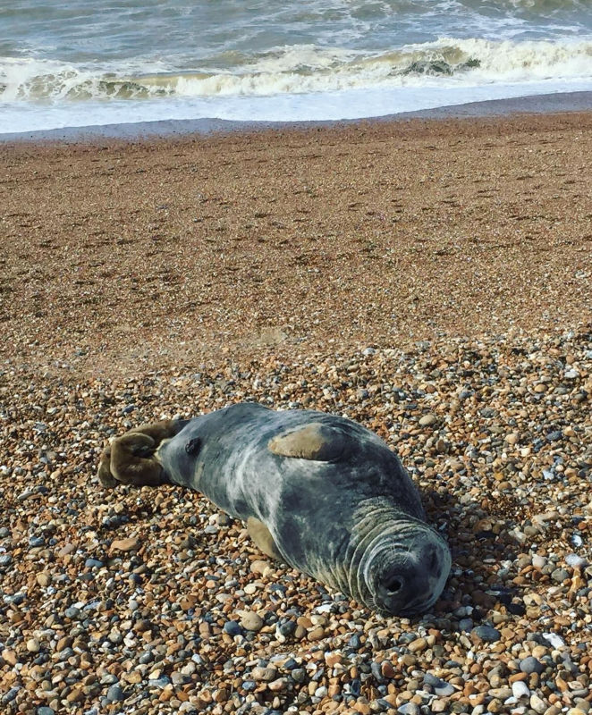 Contented looking seal lies on a pebble beach