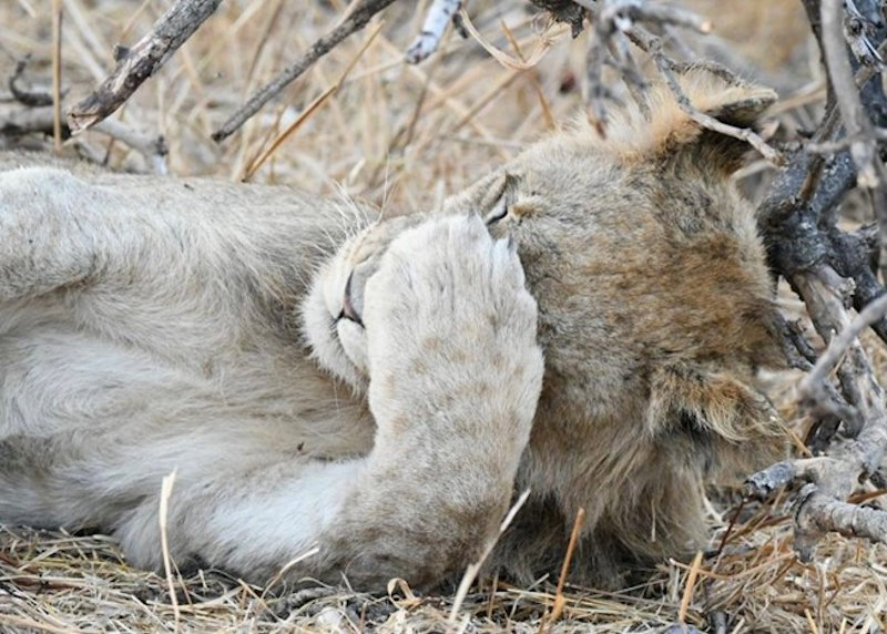 Close-up of a light coloured lion cub lying on the ground with a paw covering its face