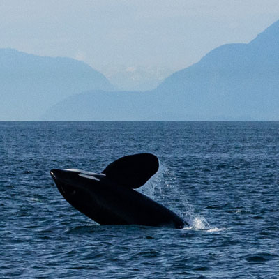 Wild orca leaping from water