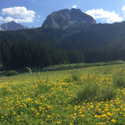 Meadow with yellow flowers