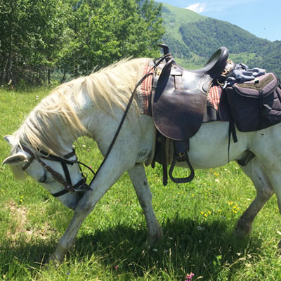 Horse