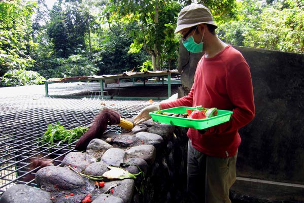 volunteering with orang-utans by Ecoteer