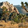 Joshua Tree National Park