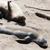 Elephant seals