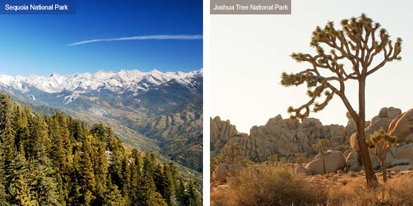 Sequoia National Park and Joshua Tree National Park