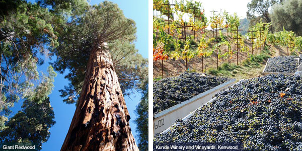 Giant redwood tree and vineyard at Mendocino