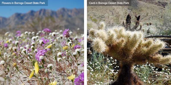 Flowers and cacti in Borrego Desert State Park