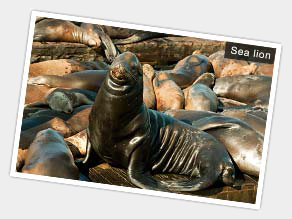 Sea lions at Fisherman's wharf, San Francisco