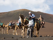 Camel train at Timanfaya National Park, Lanzarote. Photo by Nick Haslam