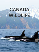 Canada wildlife guide