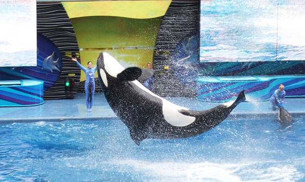 Captive orcas