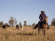 Cattle muster, Home Valley Station on the Gibb River Road. Photo by Nick Haslam