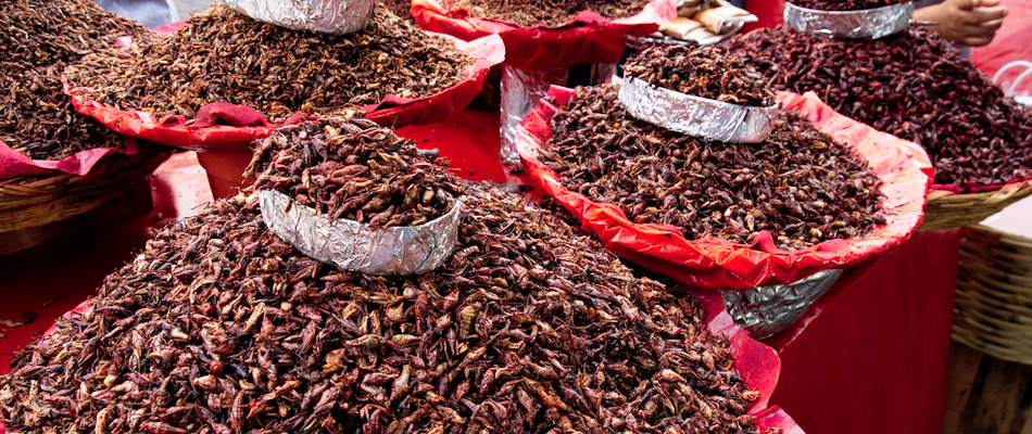 Chapulines (Photo by William Neuheisel)