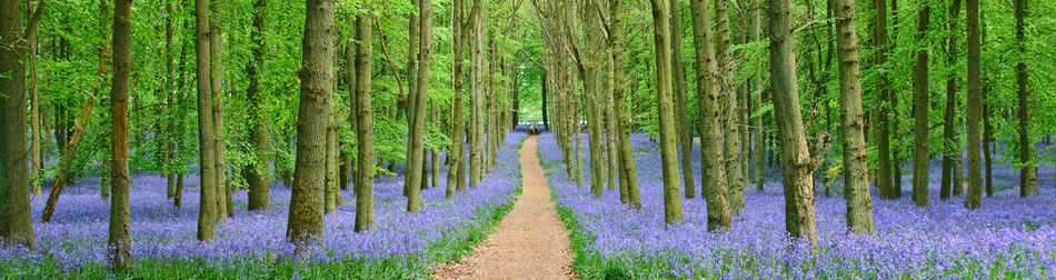 Woodland Trust bluebells