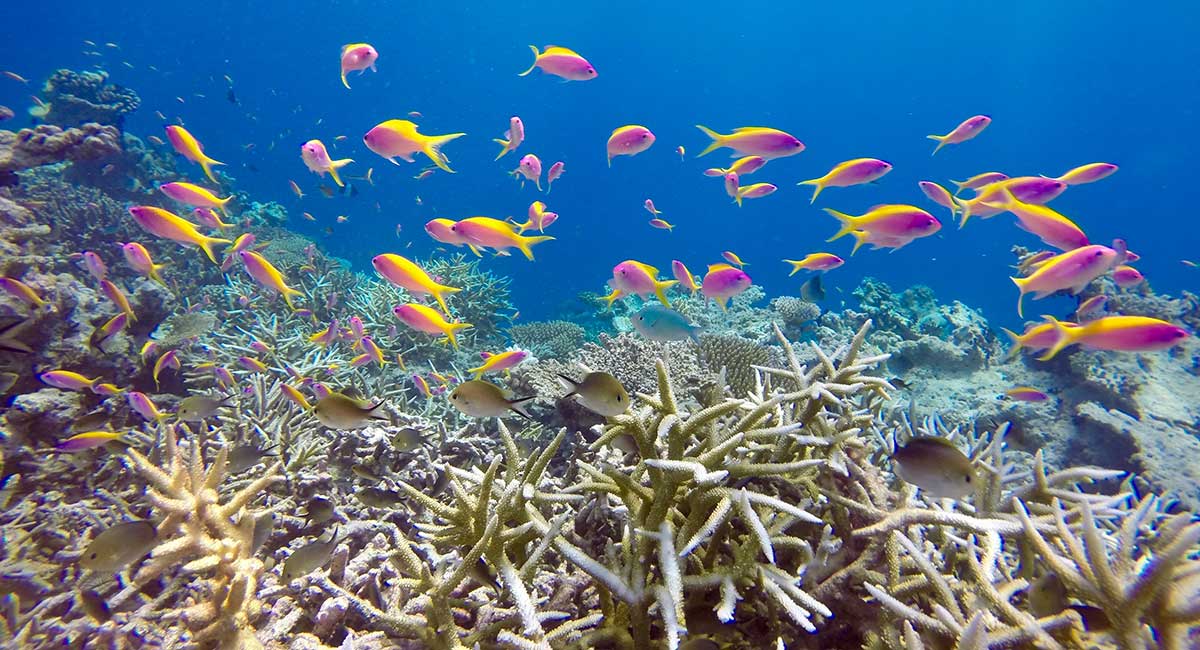 Image of a bleached coral reef with some life