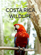 Costa Rica wildlife guide