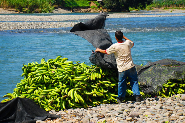 Banana farmer. Photo by Everjean