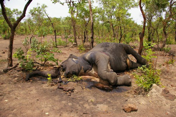 Dead Elephant