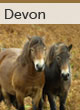 devon