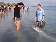 Feeding the dolphins at Monkey Mia, Western Australia. Photo by Richard Madden