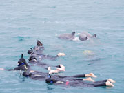 Swimming with wild dolphins in Rockingham, Western Australia. Photo by Richard Madden