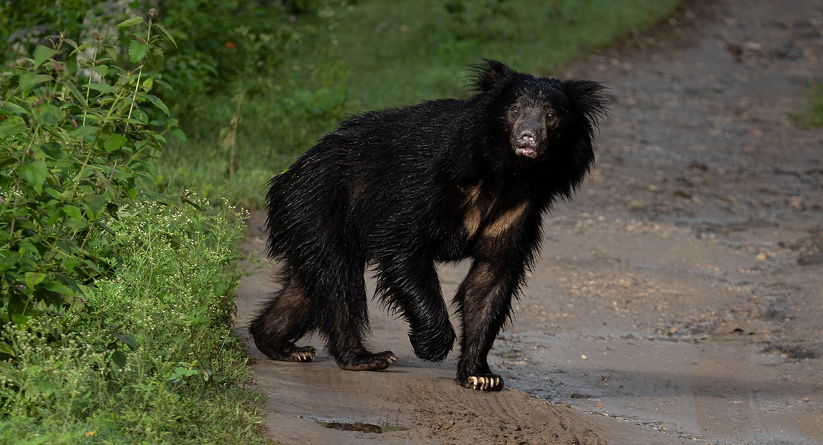 Sloth bear image
