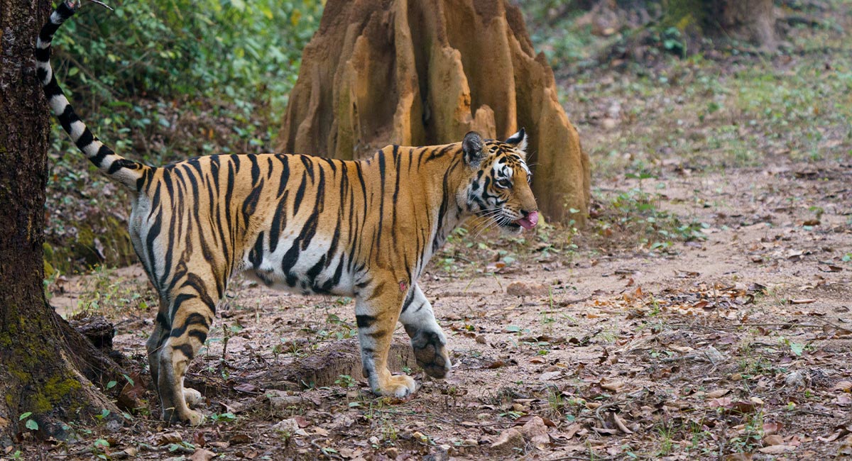 A tiger in India