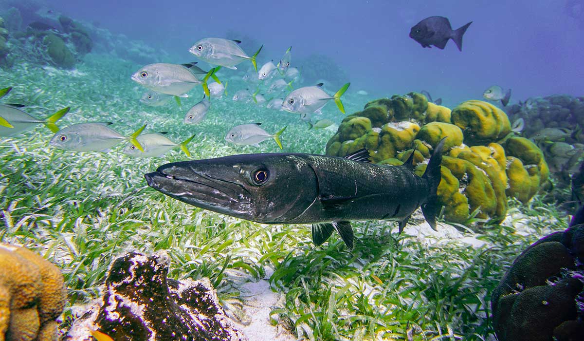 Image of a reef in Belize
