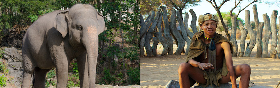 Elephant and San Bushman