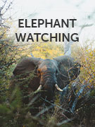 Elephant watching vacations