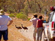 Emus crossing the road, South Australia. Photo by South Australia