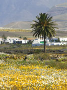 Flower landscape, Lanzarote. Photo by Lanzarote Tourist Board